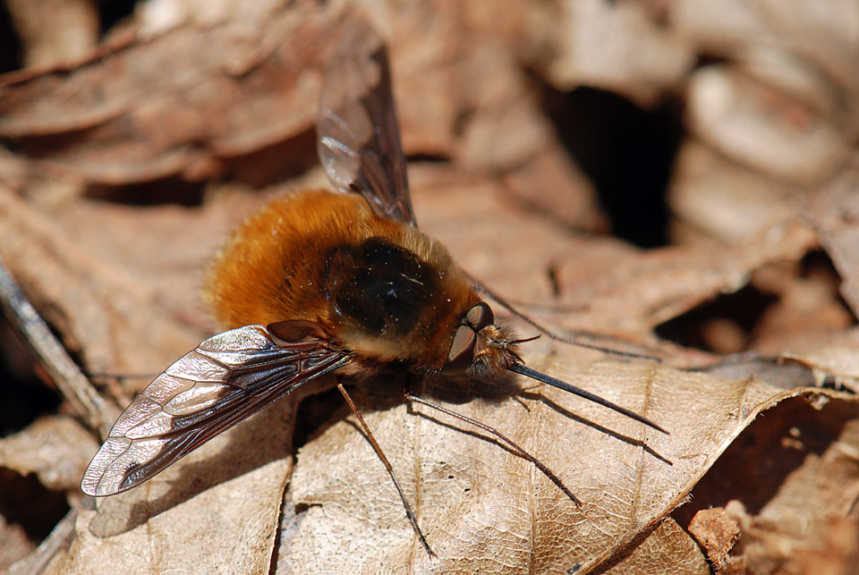 Bombylius major ?